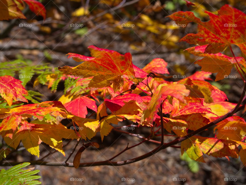 Bright maple leaves changing to their brilliant fall colors of red, orange, yellow, and gold. 