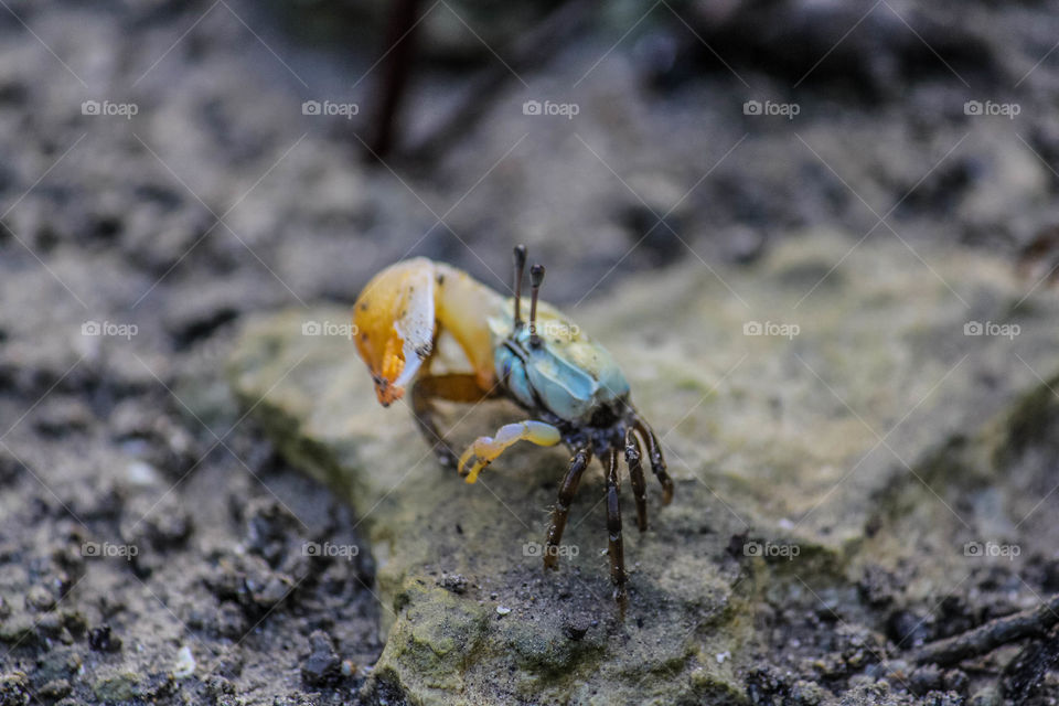 fiddler crab