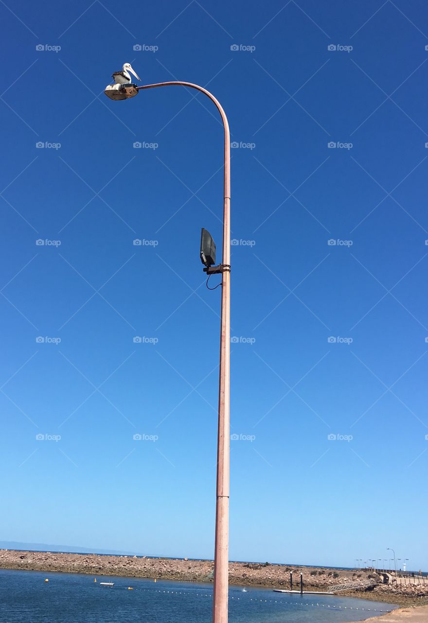 Pelican brief, pelican atop a very high lamppost pole with a
Vivid blue cloudless sky as backdrop, perspective shot, perfect as a background image, marketing 