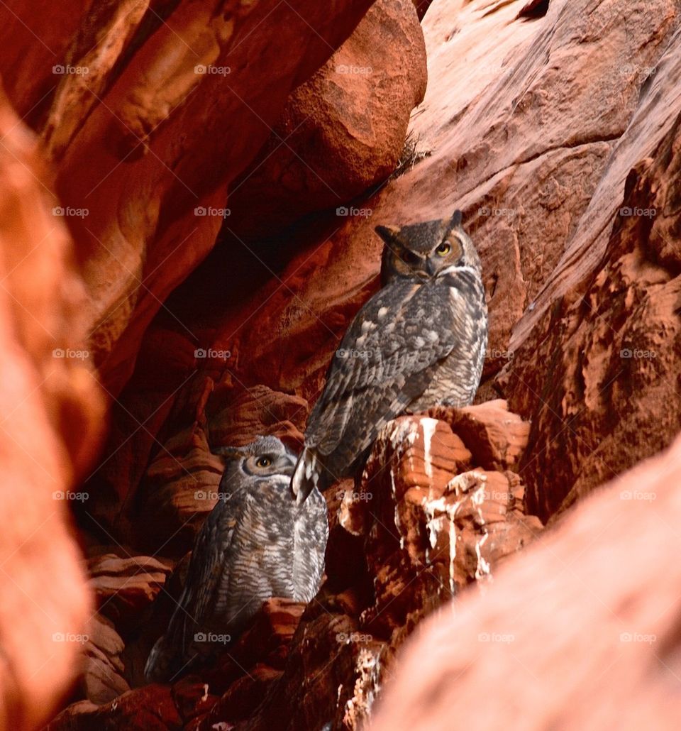 Owl Canyon