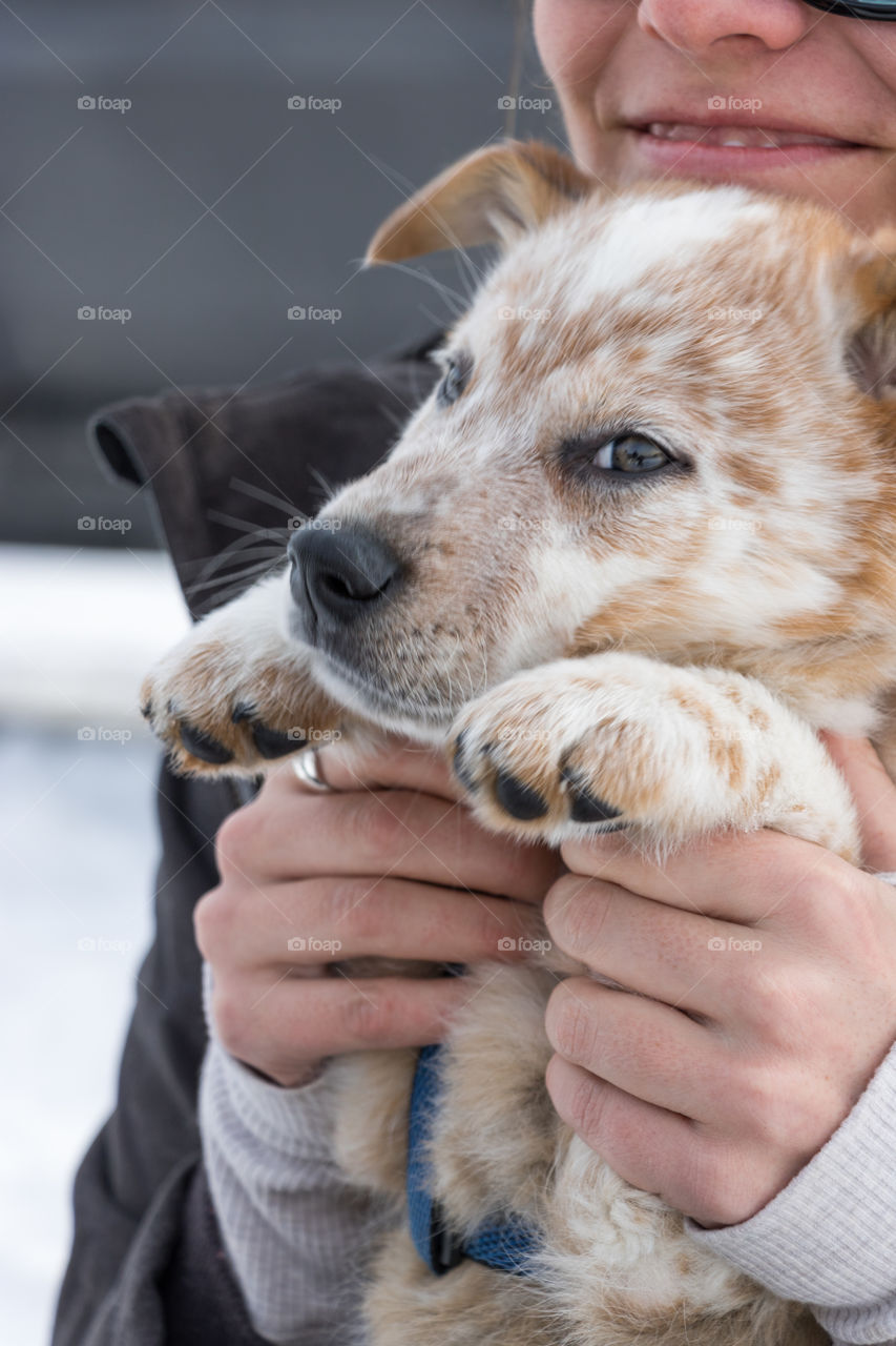 Adorable sheep dog puppy being incredibly cute and sweet. 