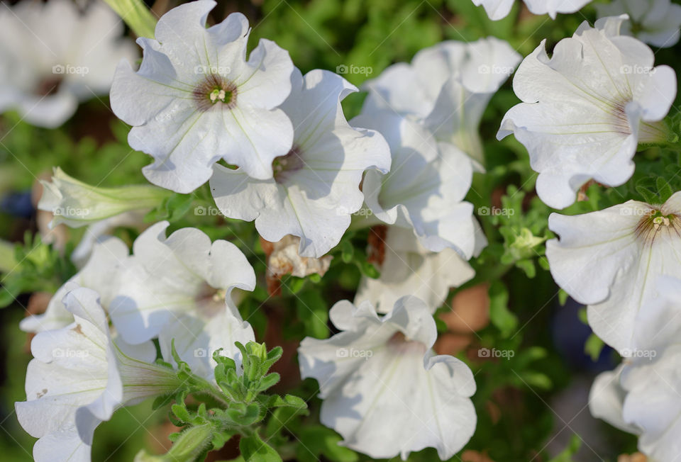 white petunia flowers