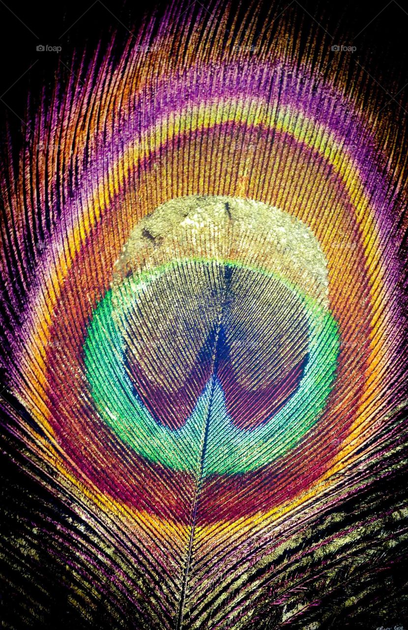 Peacock Feather