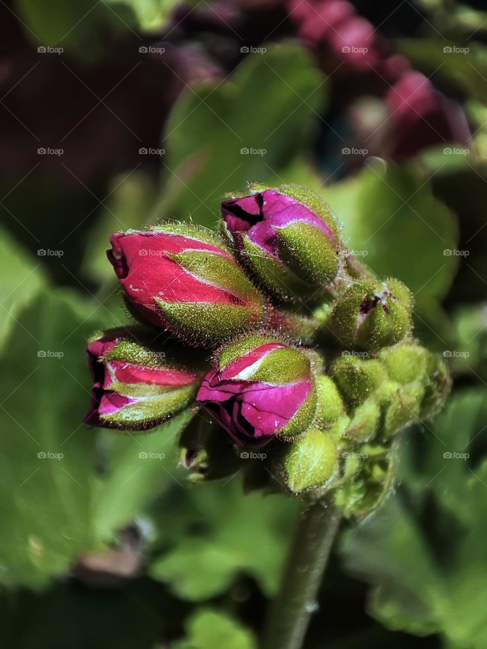 Macro photo of green grass growing in the garden