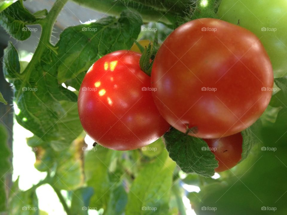 Tomatoes