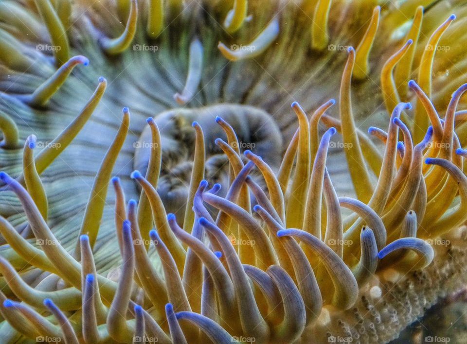 Brilliant Anemone Tentacles