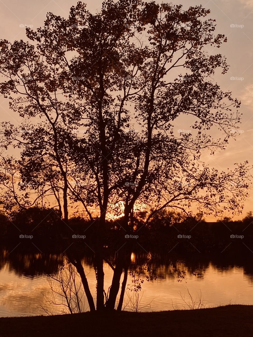 Sundown and this lake bank tree has soaked so much of the Sun’s outpouring but ole man winter is approaching quickly and fall foliage now being noticed on the Mirror images of lake water.