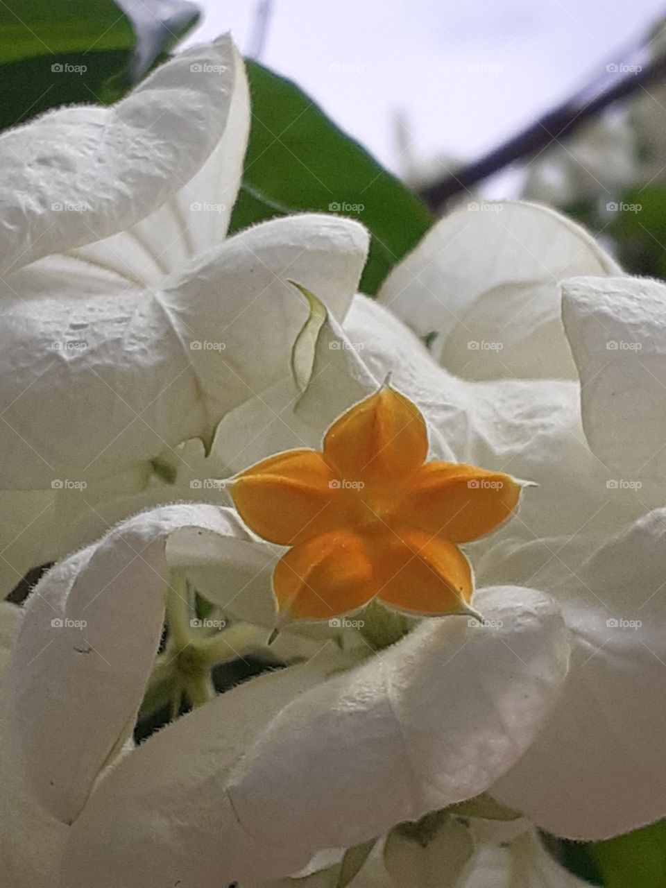 Estrela que me guia!