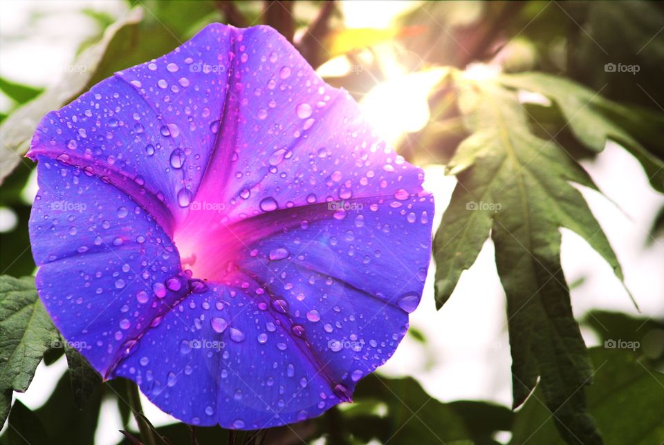 beautiful purple flower...