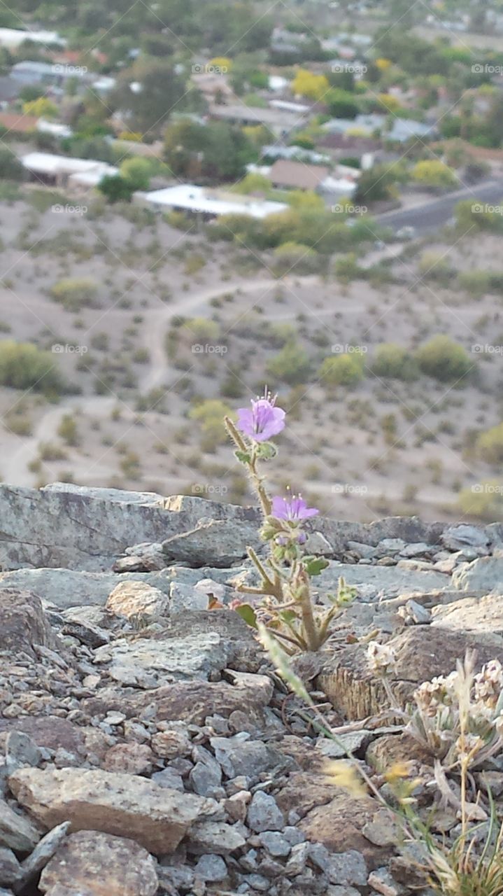 desert flower. a moment to think while on a hike I seen this 2 in. flower 