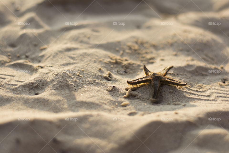 sea star on sand. sea star on sand at sunset