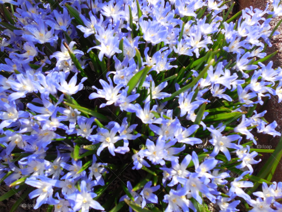 Glory of the snow field close-up