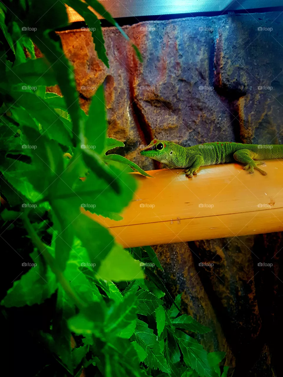 green