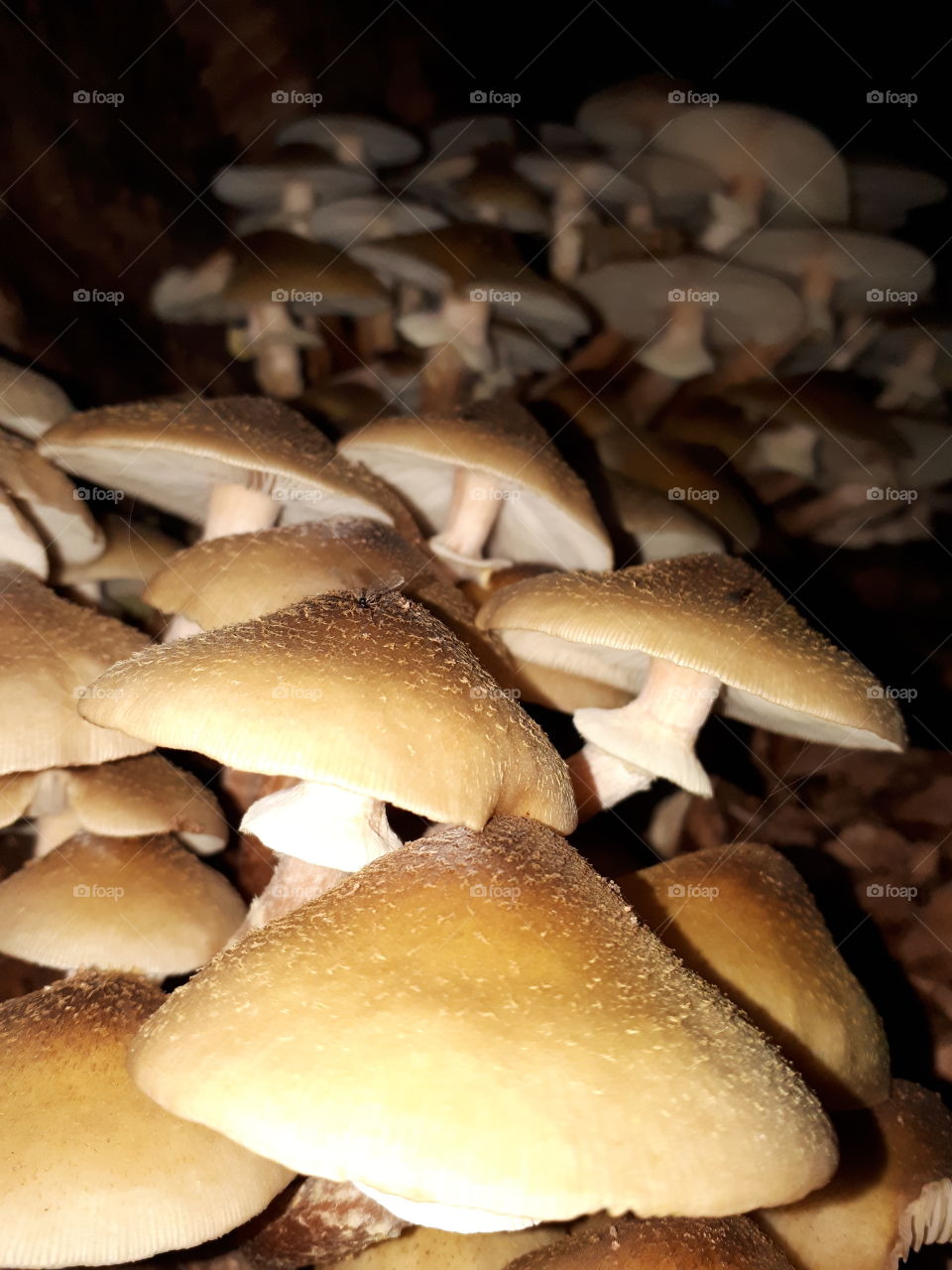 Armillaria mellea world of fungus