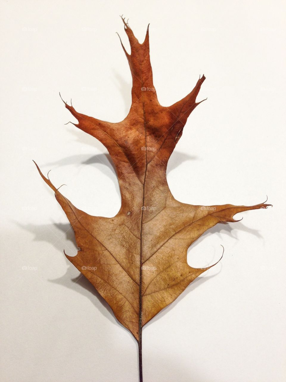 Oak leaf on white background