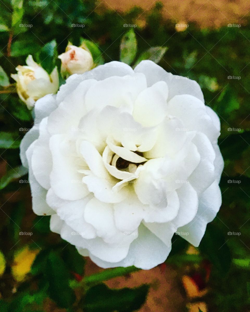 🌺Fim de #cooper!
Suado, cansado e feliz, alongando e curtindo a beleza das #flores (clique de ontem).
🏁
#corrida #treino #flor #flower #flowers #pétalas #pétala #jardim #jardinagem #garden #flora #run #running #esporte #alongamento 