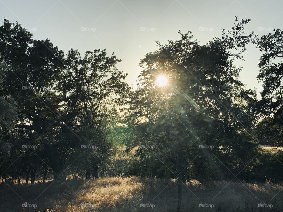 Golden hour sunsets- springtime in the woods with the sunlight shining through the trees 
