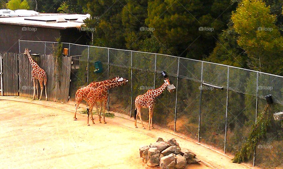 Summertime at the zoo