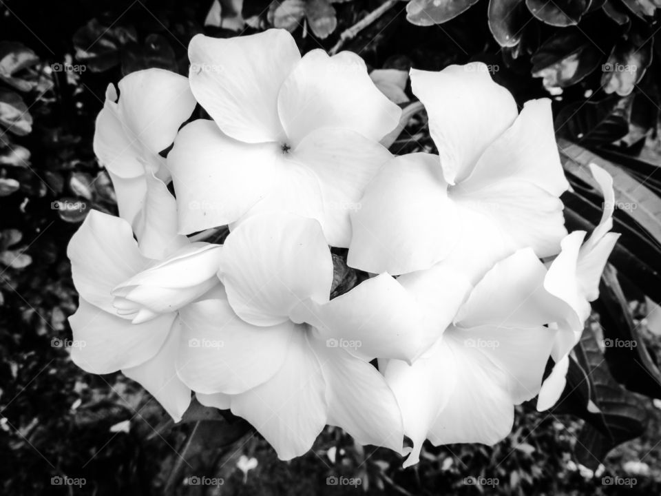 Black and white flowers