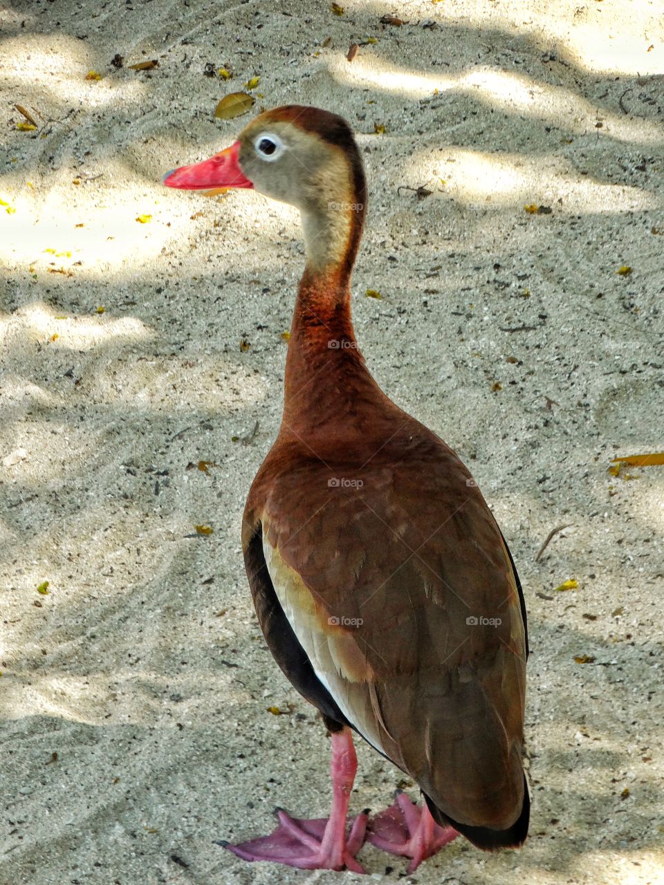 Seabird In The Gulf Of Mexico