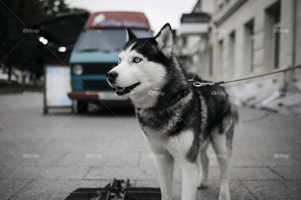 Husky dog on a street.  close up portrait.