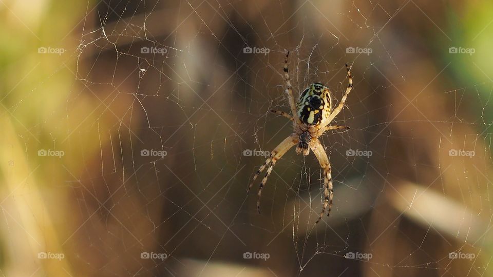 Araña
Spider