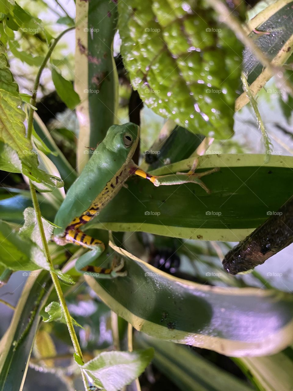 Tiger leg monkey tree frog on striped bromeliad 