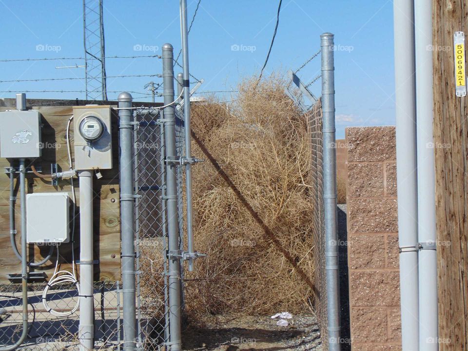 tumbleweed collection made specially for you from the desert of washington... you're welcome