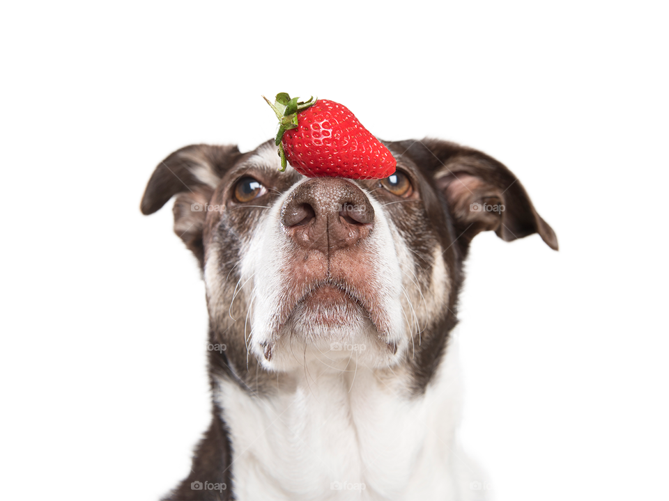 Dog with strawberry