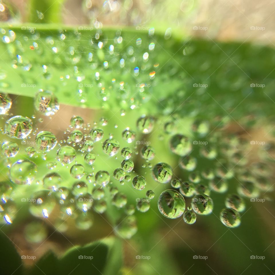 Green drops with reflection