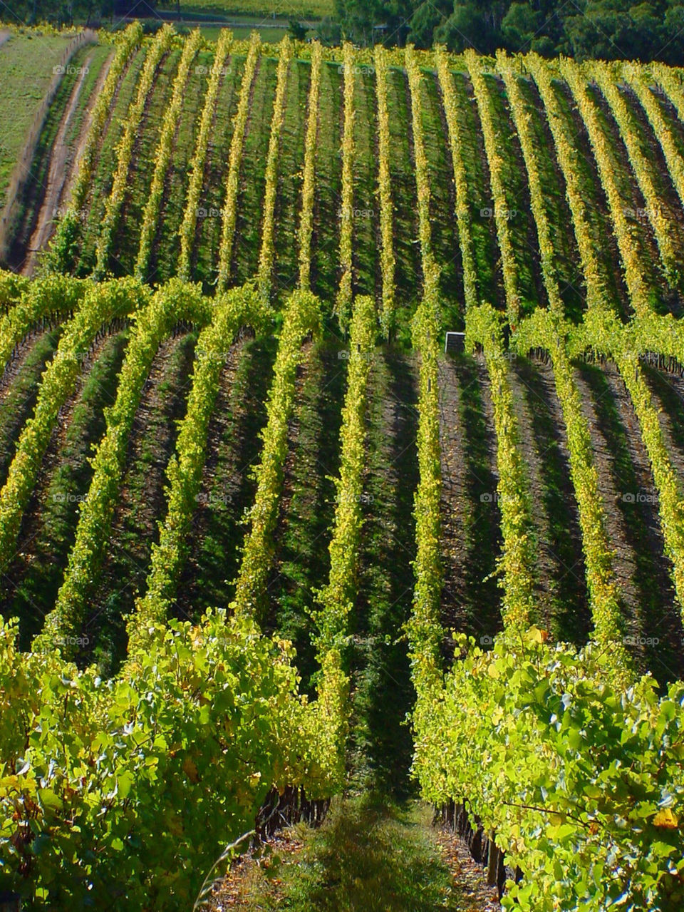 green vineyard fields farm by kshapley