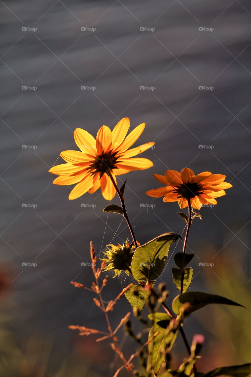 Sunday Morning Flower.... Snapped this one during a hike along the Lake Michigan shoreline...