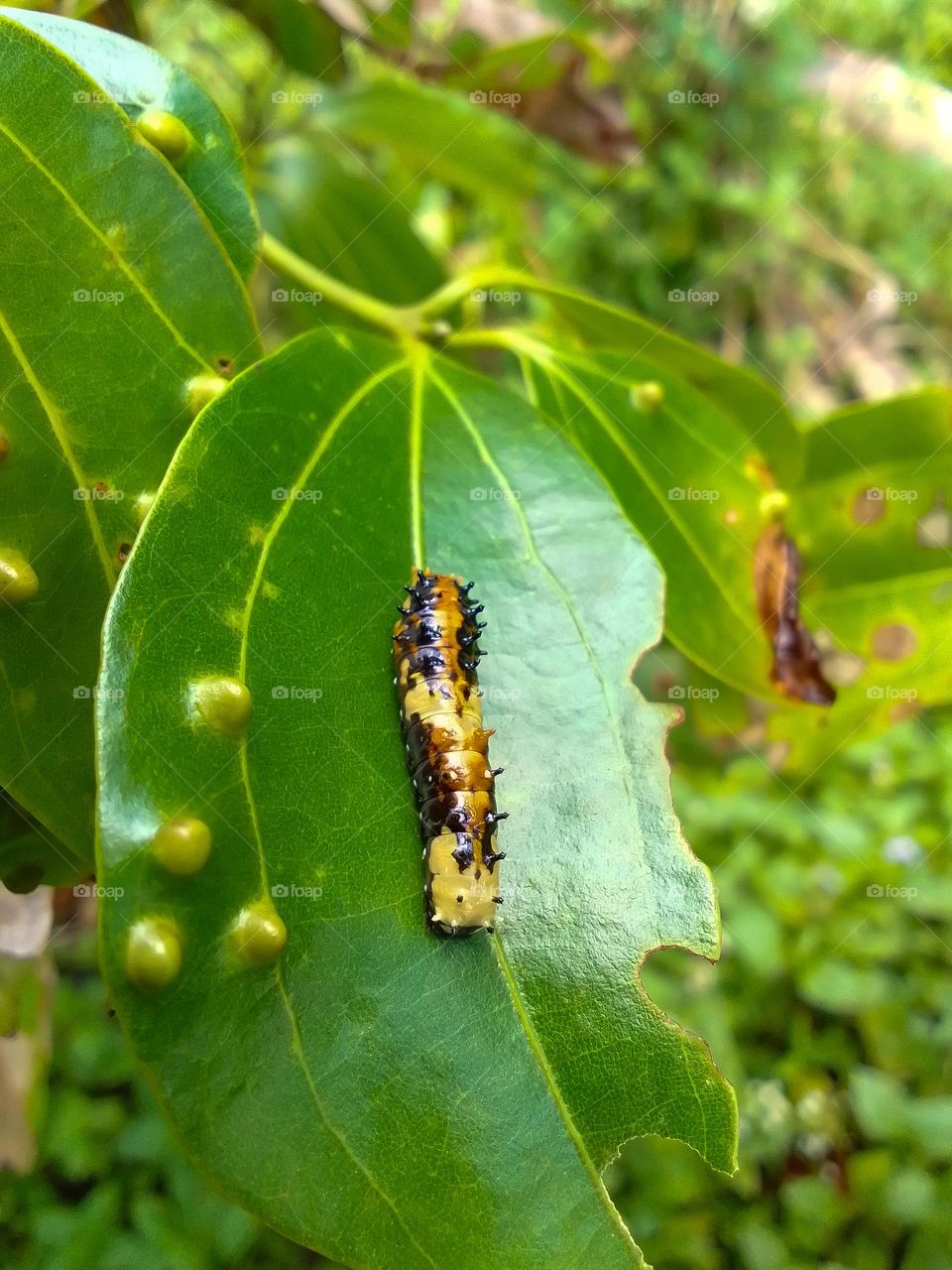 Natural and beautiful wildlife photography