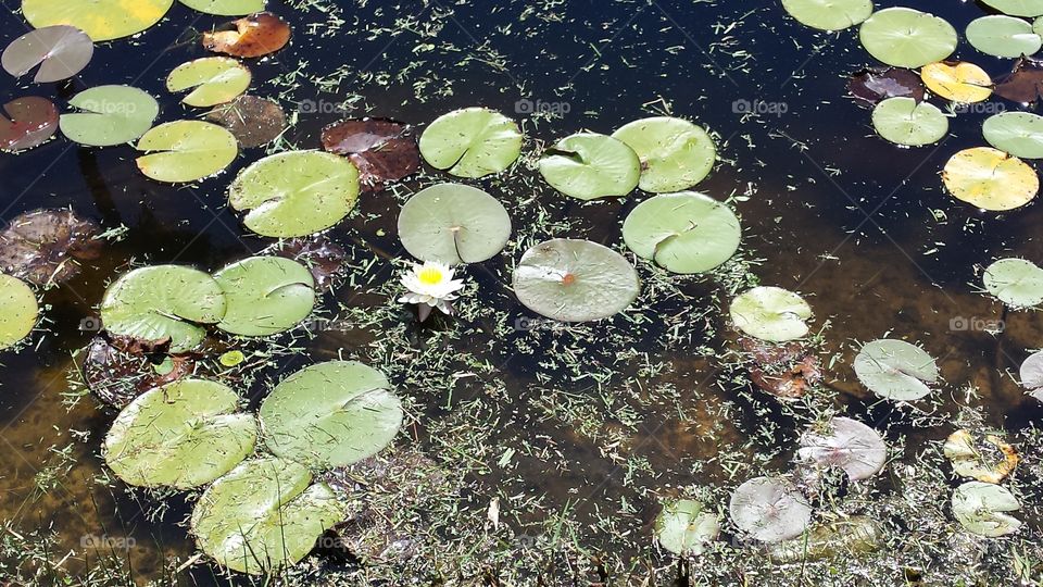 Water Lily. Melbourne, FL