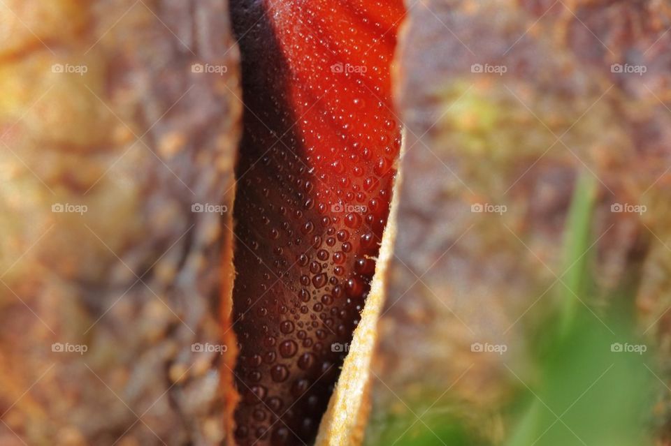 Chestnut Inside Shell