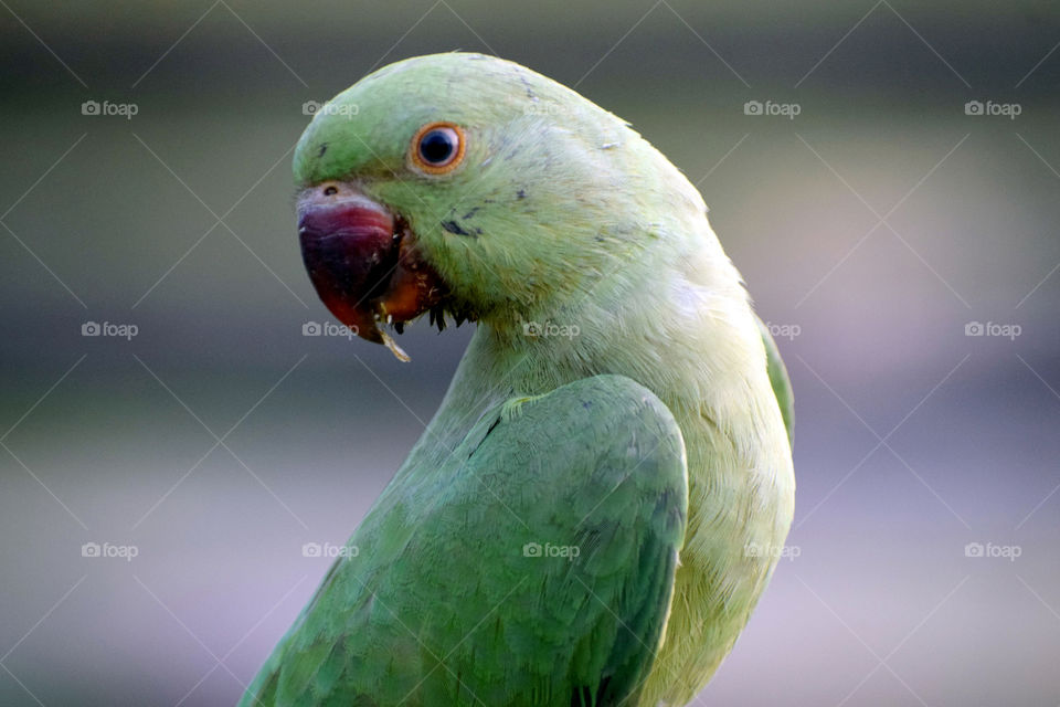 The Indian Ringneck Parakeet is a medium-sized parrot that measures between 14 - 17 inches (36 - 43 cm) in length - about half of which are the long tail feathers alone. The wings are 6 - 7 inches (15
The Indian Ringneck Parakeet is a medium-sized pa
