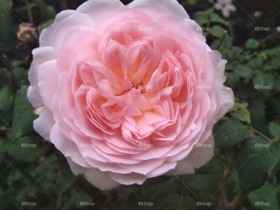 Designed by the greatest Designer the world has ever seen. Intricate and precise, flawlessly beautifully and wonderfully made.