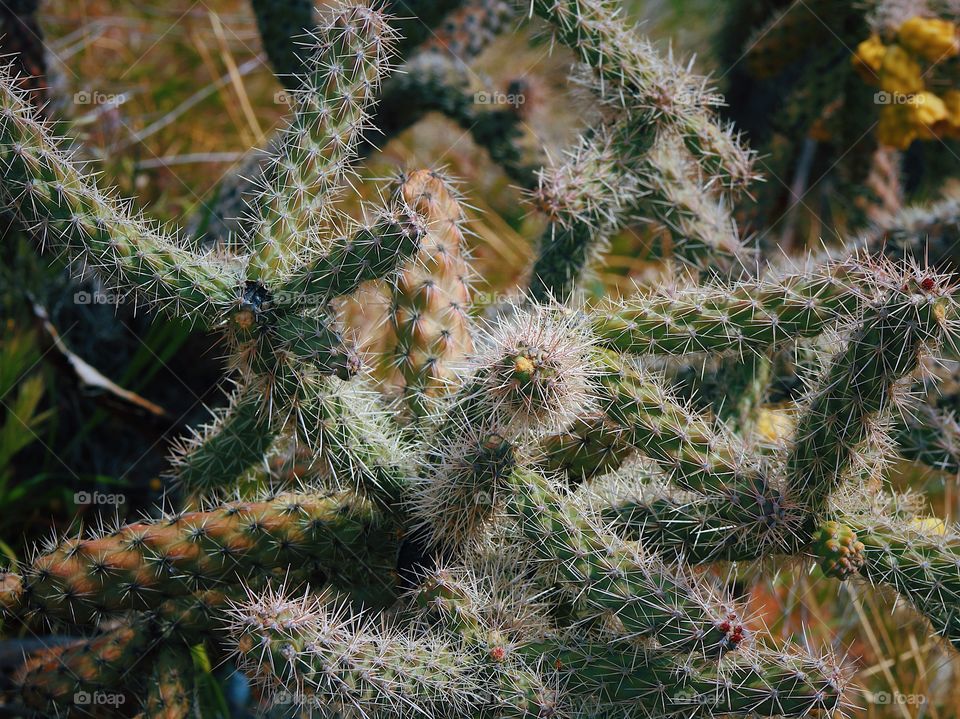 Crazy plants cactus 