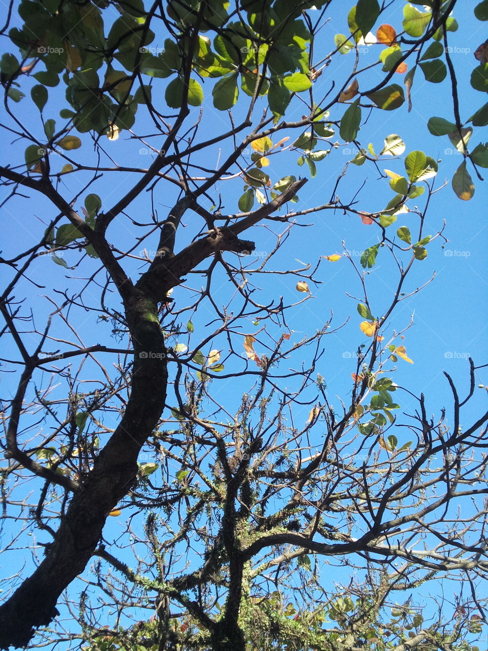 autumn blue. São Vicente, Brazil