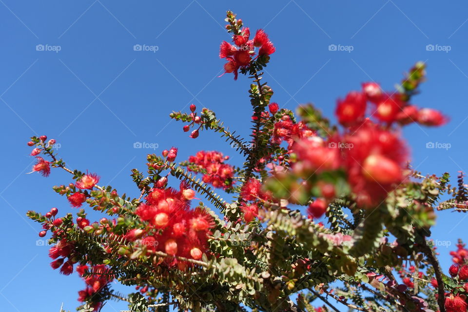 Red flower called scarlet featherflower with blue sky