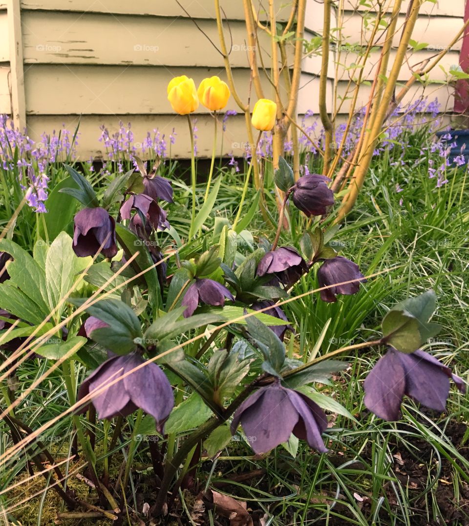 Purple hellebores and yellow tulips