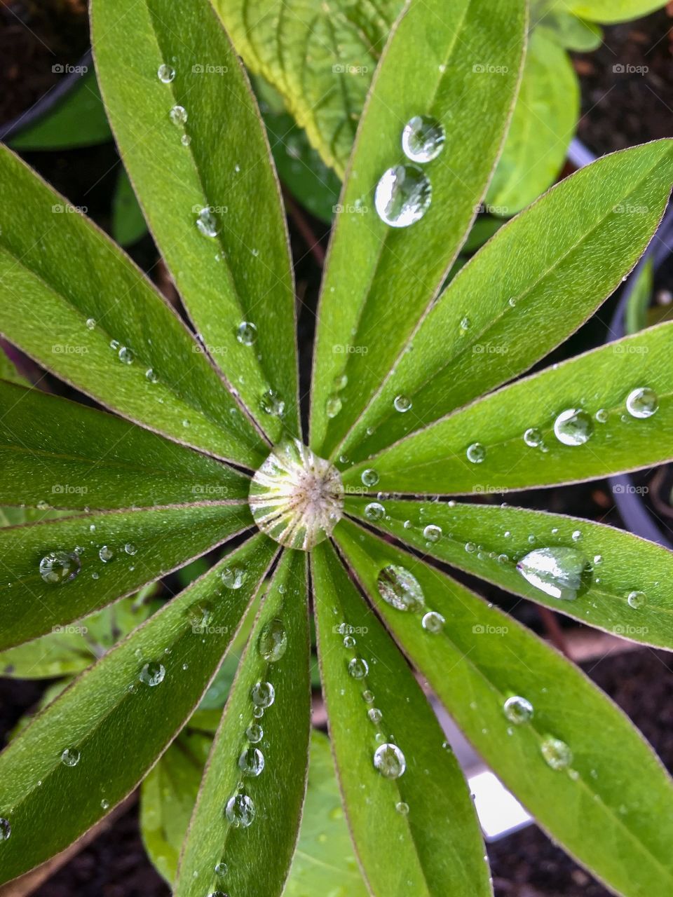 Stillness in motion, stillness in time, surface tension of water droplets, nature in isolation.
