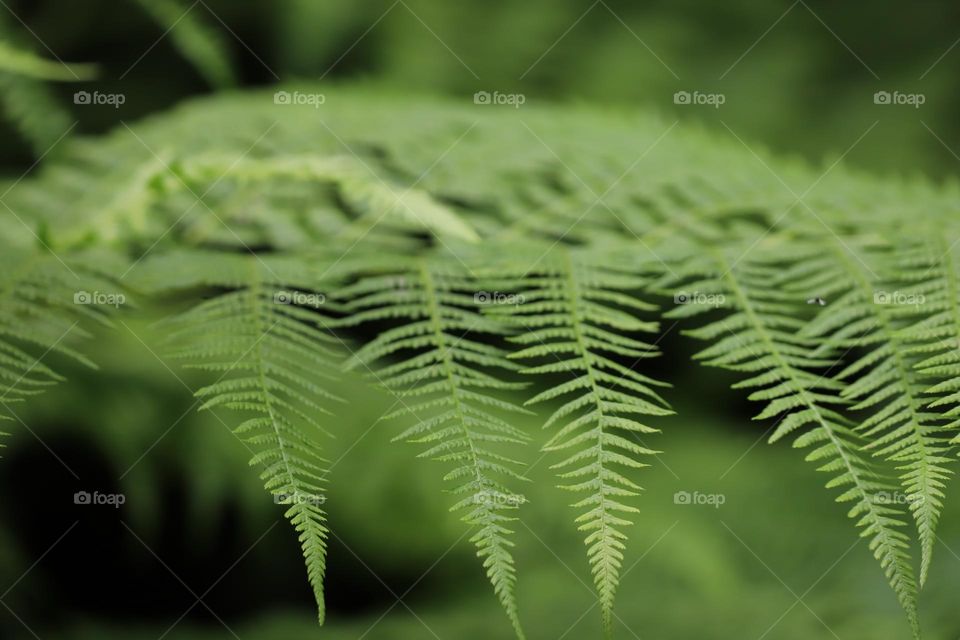 Fern leaves in a row