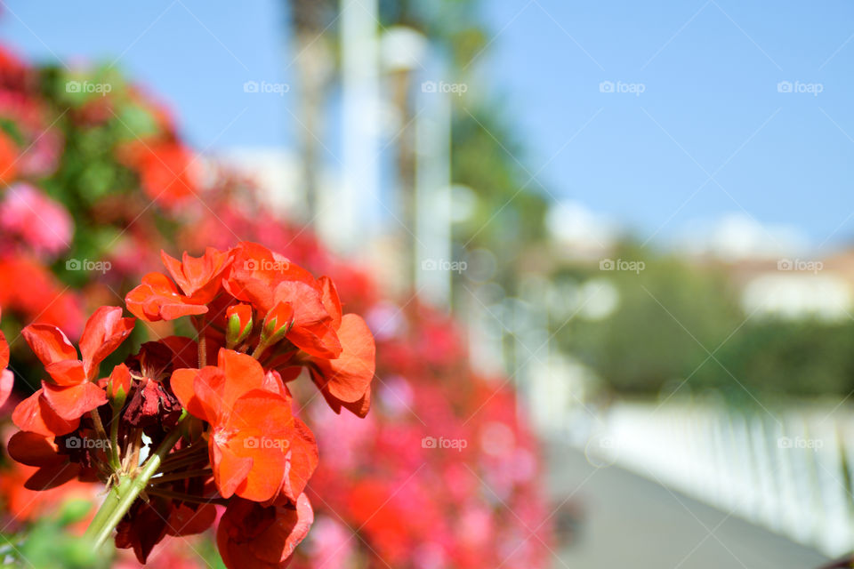 Blooming red flowers on flower bridge