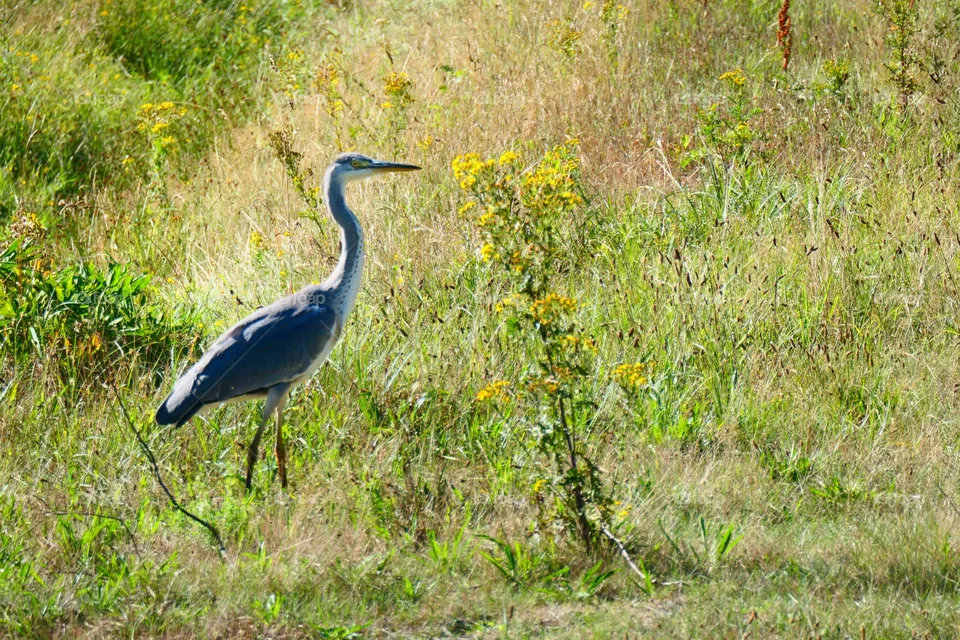 Bird photography