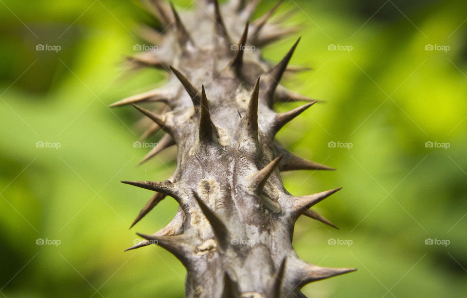 thorns