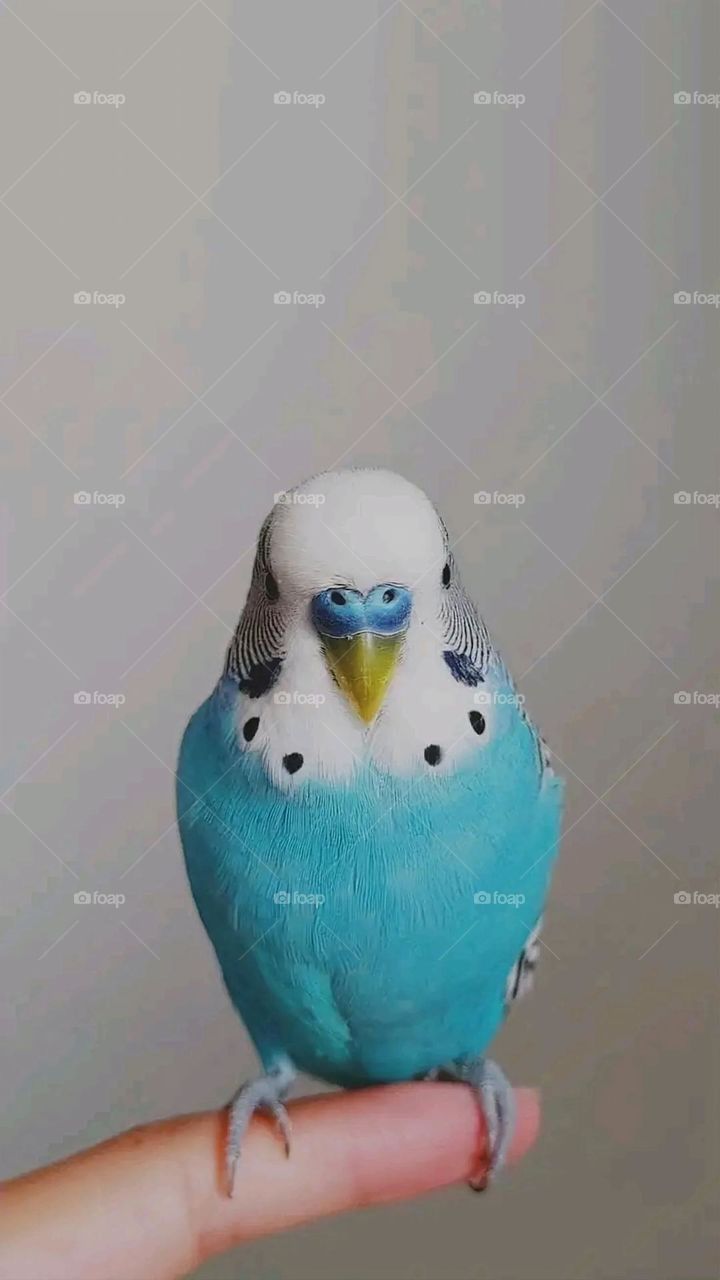 A very beautiful picture, and there is no better picture than it. There is no better picture of green herbs and colorful, red and white roses than it. Glory be to God, the natural and picturesque view, and there is no more wonderful picture than it.