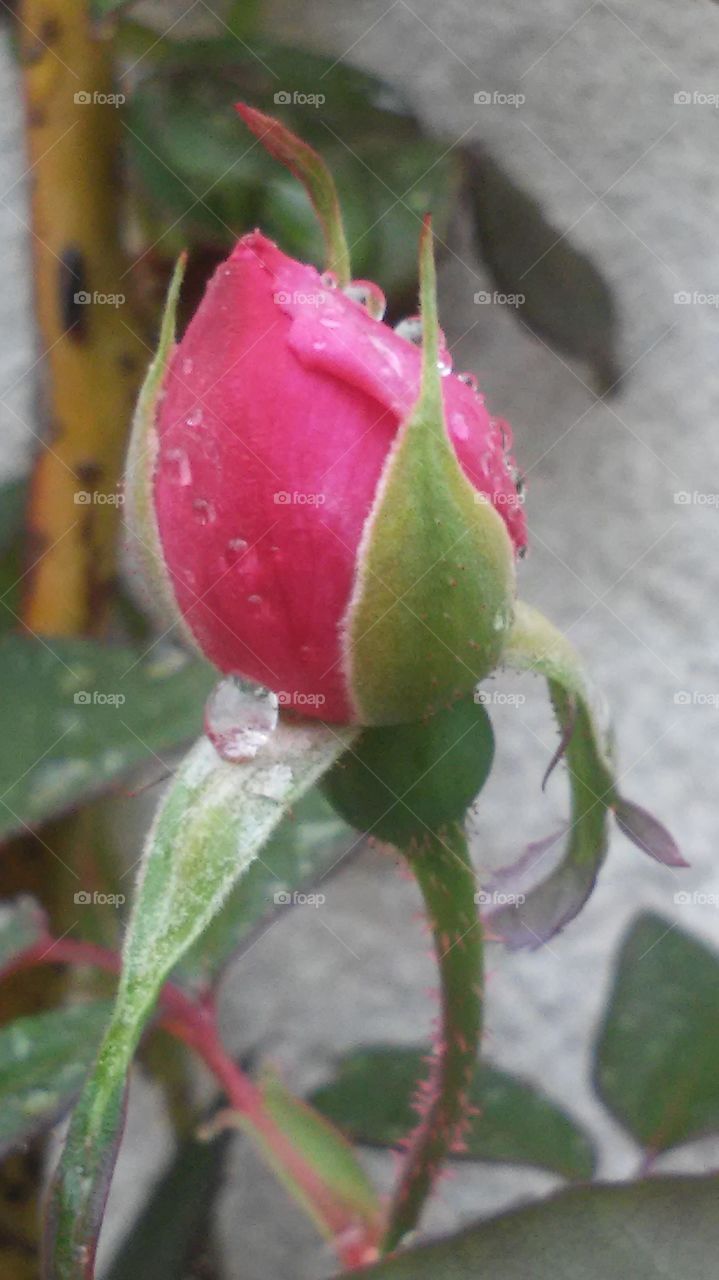 raindrops on rose