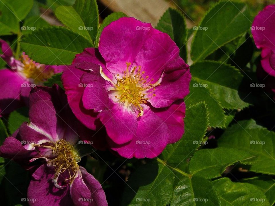 Grape roses