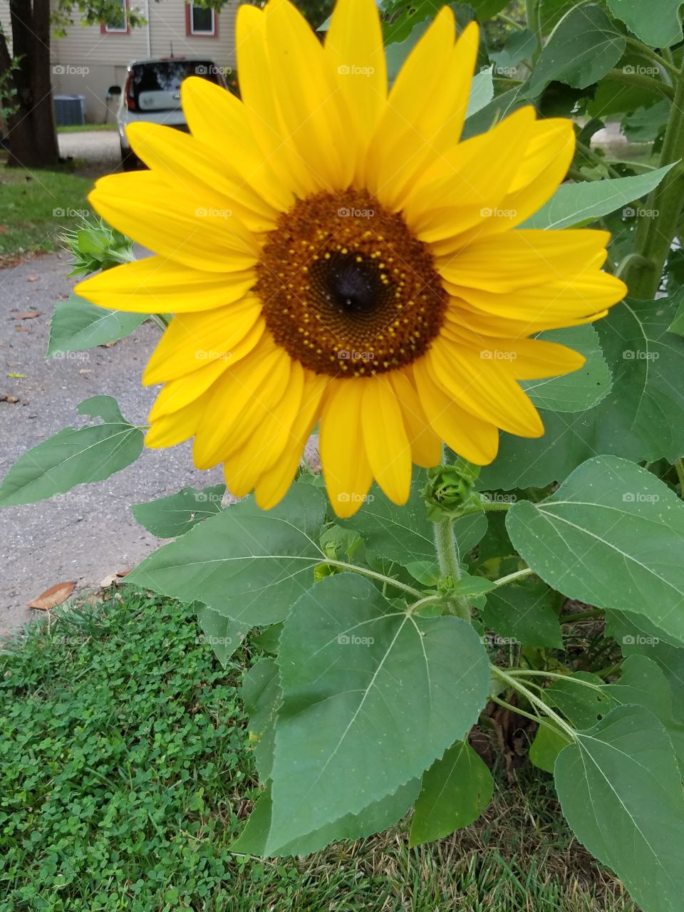 Happy sunflowers